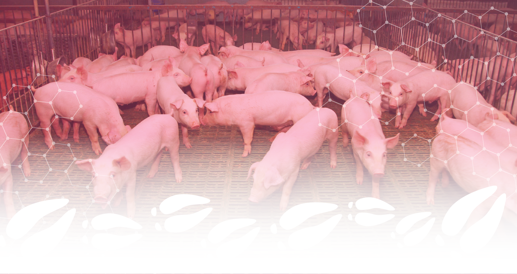 Curso REDaPORC: Herramienta para reducir el uso de antibióticos en porcino